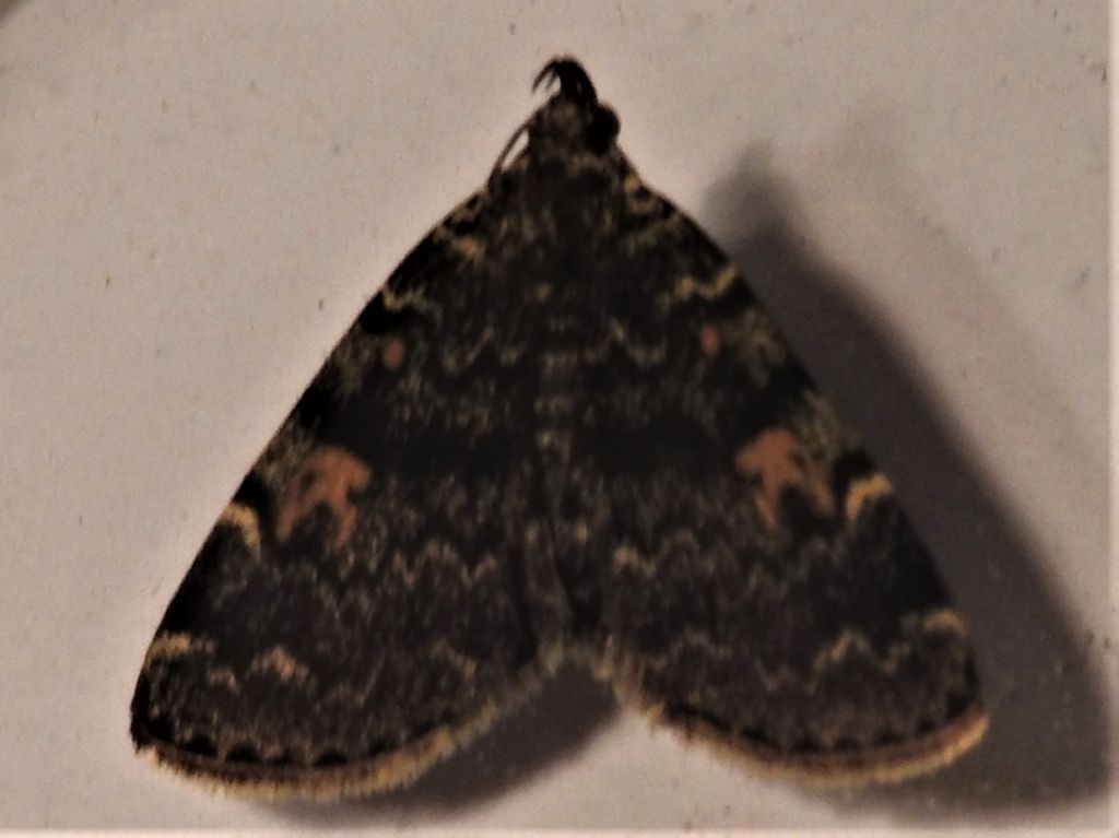 ID per favore: Idia calvaria- Erebidae